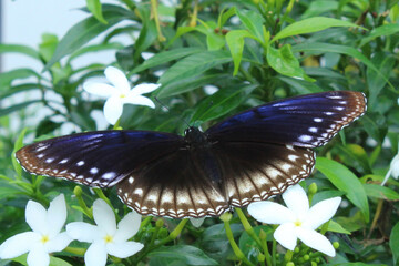 a butterfly sucking flower juice, in a local tourist park located in the city of Kendari,...