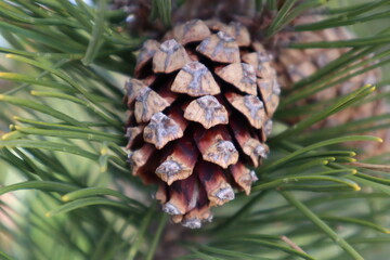 A wonderful cone grows on a velvety green branch of pine.