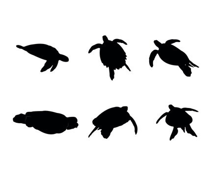 Collection of black silhouettes turtles
