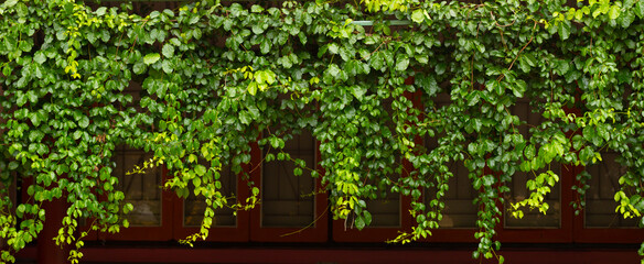 Ivy that grows well outdoors It is popularly planted on the eaves of houses in areas with hot weather and strong sunlight. It will reduce the heat in the house and give a natural feeling as well.