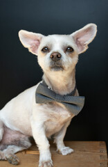 Kleiner weißer Hund mit Schleife