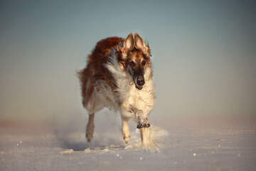 dog in winter