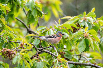 chaffinch on a tree with insect in beak