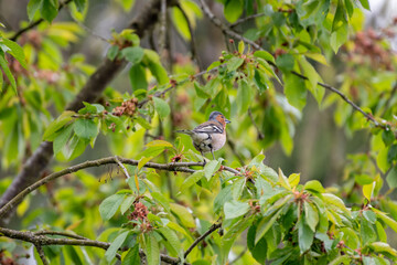 finch on a tree