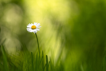 Closeup nature view of green creative layout made of green grass and single daisy flower on spring...