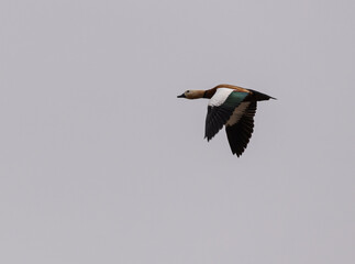 ruddy shelduck, duck, animal, white, lake, nature, wild, bird,