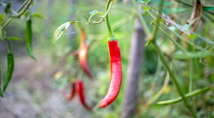 Red Pepper Plants in the pepper farm or field.red chili .peppers on tree, Chili peppers ...