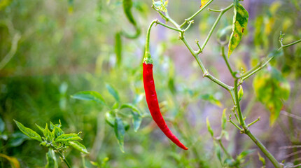 Red Pepper Plants in the pepper farm or field.red chili .peppers on tree, Chili peppers  agricultural in organic farm