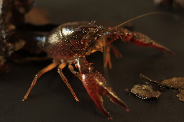 Red swamp crayfish in close look