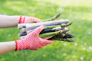 Asparagus sprouts in hands of a farmer on green grass background. Fresh green, purple and white asparagus sprouts. Food photography