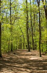 Spring landscape with forest path.