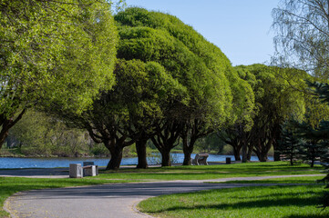 Alley in the Kuopio park (Finsky park) near Pskova river in Pskov in sunny spring day, Russia