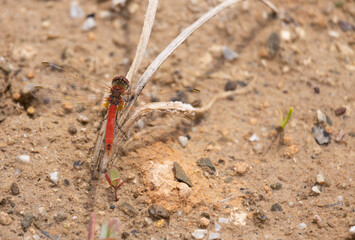 dragonfly, animal, wild,insect, summer, macro, closeup