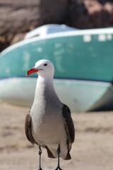 seagull on the beach