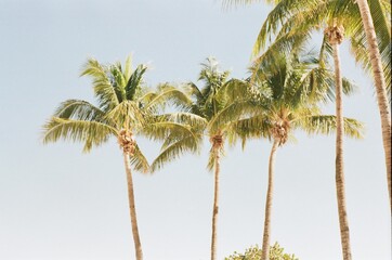 palm tree in the wind