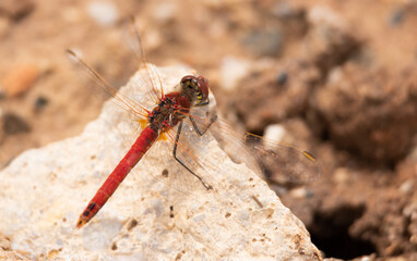 dragonfly, animal, wild,insect, summer, macro, closeup