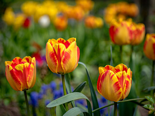 Tulpen