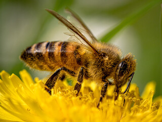 Biene am Pollen naschen