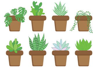 A set of eight pots with house plants, cacti, succulents, mansera.