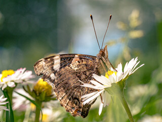 Schmetterling auf Gänseblümchen