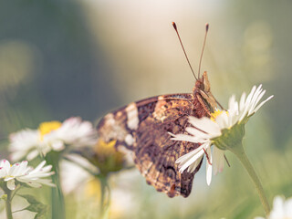 Schmetterling