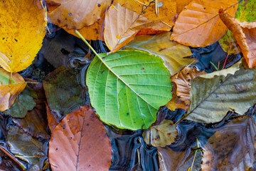 Multicolored autumn fallen leaves texture background in water. Autumn background.