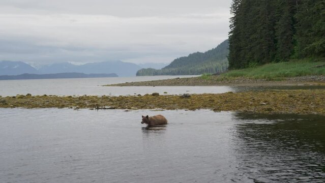 A wild bear swam ashore from the river and quickly ran towards the meadow. Alaska's Summer: A Trio of Scenery Featuring Salmon, Brown Bears, and Rivers.