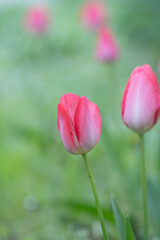 Fototapeta premium Tulpen - Blüten