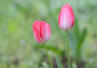 Tulpen - Blüten