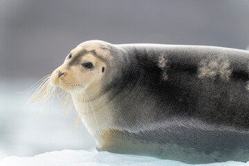 bearded seal on iceberg in north ocean around svalbard