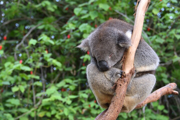 Sleeping Koala Bear on Kangaroo Island, Australia, sitting on the Eucalyptus tree