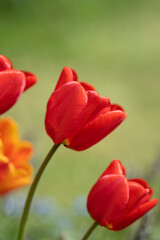 Pflanzen und Blüten
In der Natur