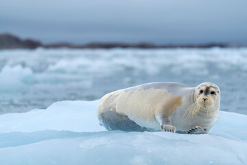 bearded seal on iceberg in north ocean around svalbard