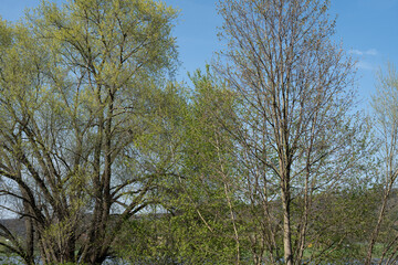 Obraz premium In der Natur - Wald/Landschaften