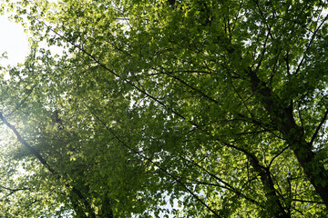 Obraz premium In der Natur - Wald/Landschaften