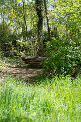 In der Natur - Wald/Landschaften