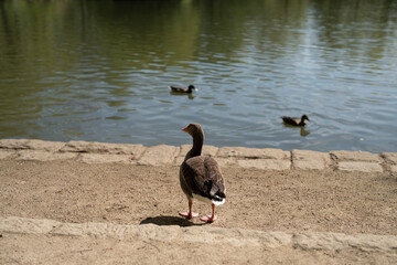 Enten am und im Teich
In der Natur