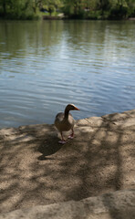 Enten am und im Teich
In der Natur