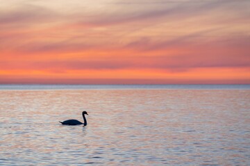 dunkle Silhouette eines majestätischen, weißen, in der spiegelglatten Ostsee vor einem atemberaubenden orangefarbenen Sonnenuntergang schwimmenden Schwan, (Cygnus olor), Traumhafte Atmosphäre