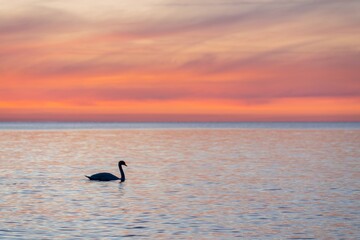 Naklejka premium dunkle Silhouette eines majestätischen, weißen, in der spiegelglatten Ostsee vor einem atemberaubenden orangefarbenen Sonnenuntergang schwimmenden Schwan, (Cygnus olor), Traumhafte Atmosphäre
