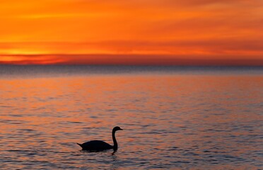 dunkle Silhouette eines majestätischen, weißen, in der spiegelglatten Ostsee vor einem atemberaubenden orangefarbenen Sonnenuntergang schwimmenden Schwan, (Cygnus olor), Traumhafte Atmosphäre