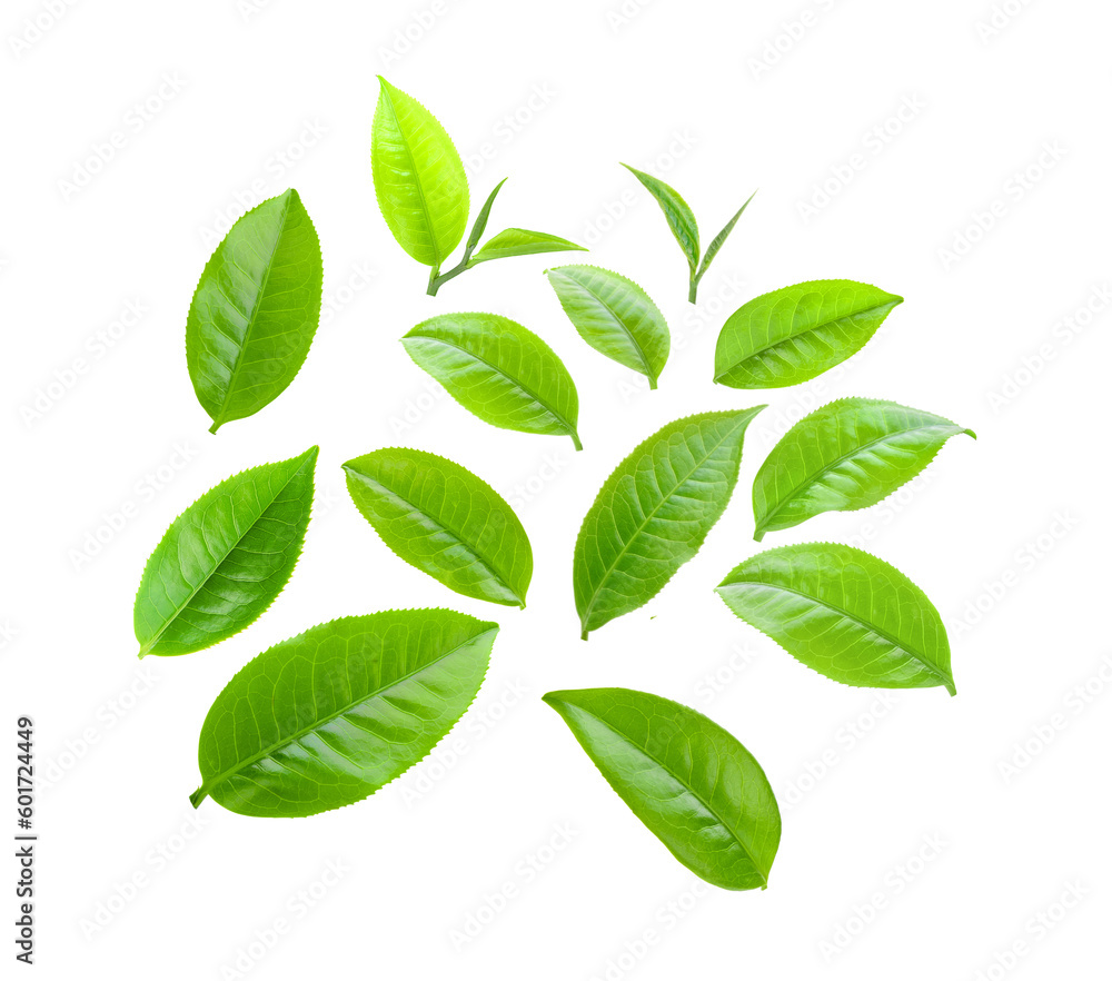 Wall mural tea leaf isolated on transparent png