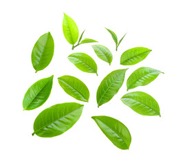  tea leaf isolated on  transparent png