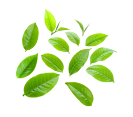  tea leaf isolated on  transparent png