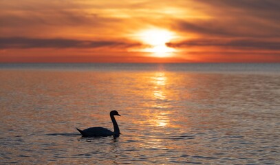 dunkle Silhouette eines majestätischen, weißen, in der spiegelglatten Ostsee vor einem atemberaubenden orangefarbenen Sonnenuntergang schwimmenden Schwan, (Cygnus olor), Traumhafte Atmosphäre