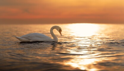 Ein majestätischer weißer Schwan (Cygnus olor) schwimmt in der spiegelglatten Ostsee vor einem atemberaubenden orangefarbenen Sonnenuntergang. Traumhafte Atmosphäre