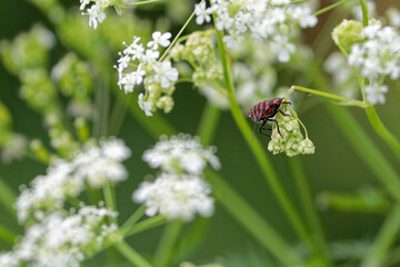 concours prairie vivante