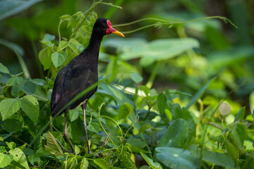 Wattled Jacana - Jacana jacana, beautiful colored water bird from Latin and South American wetlands and fresh waters, Gamboa forest, Panama.