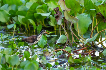 Wattled Jacana - Jacana jacana, beautiful colored water bird from Latin and South American wetlands and fresh waters, Gamboa forest, Panama.