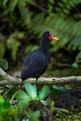 Wattled Jacana - Jacana jacana, beautiful colored water bird from Latin and South American wetlands and fresh waters, Gamboa forest, Panama.